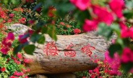 厦门野草莓爆料案件最新,真相渐露，网络舆论漩涡中的法律拷问